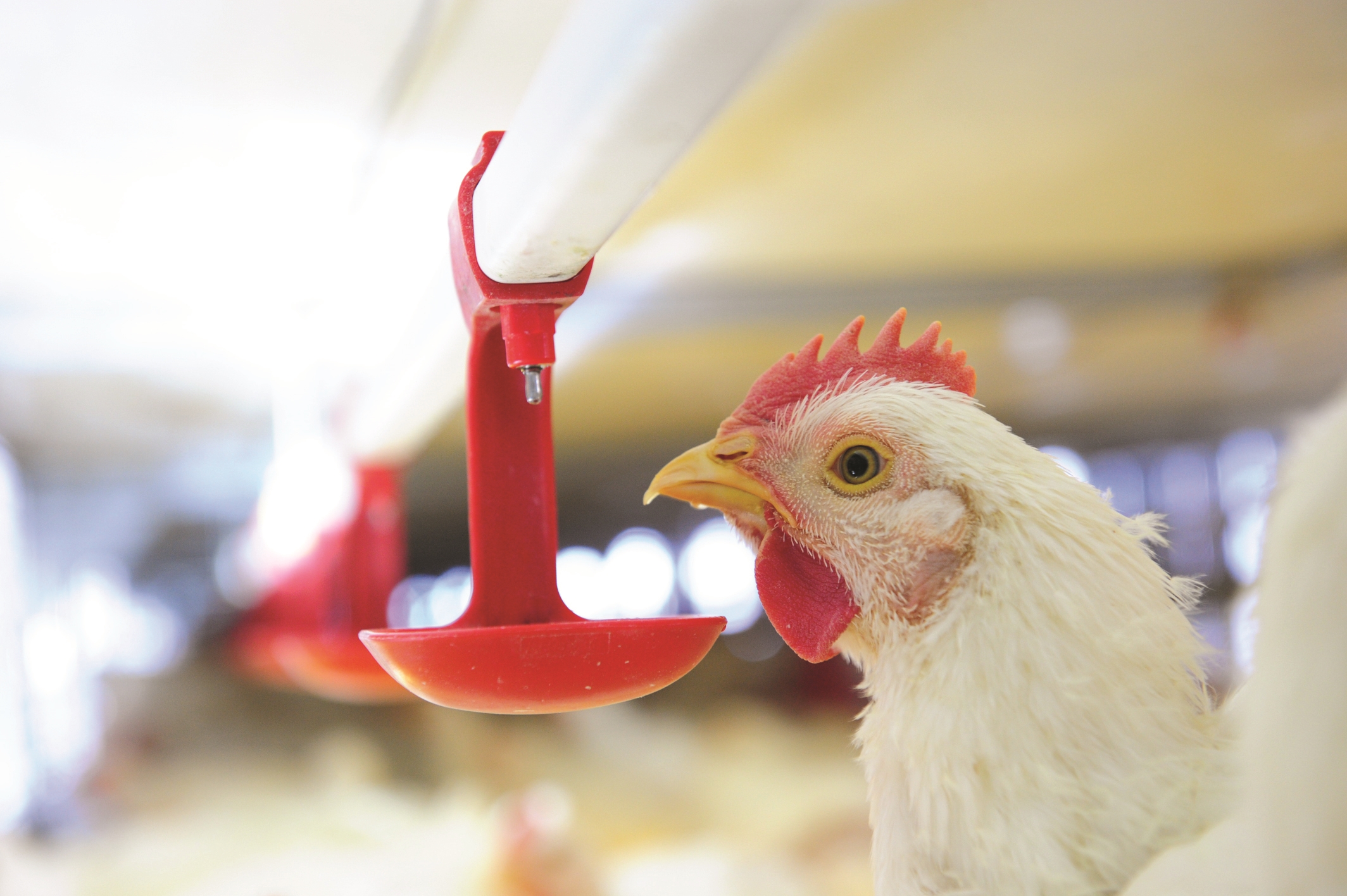 CP Foods' 'Compartment' System Ensures Space-Standard Food Safety for Chicken Meat CP Foods' 'Compartment' System Ensures Space-Standard Food Safety for Chicken Meat